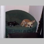 132 Two Chihuahuas at Casa Montana hotel in Pozos.jpg